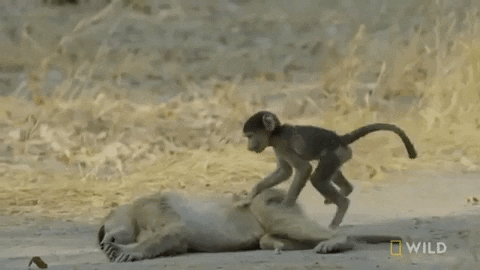 baboon GIF by Nat Geo Wild