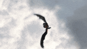 Fun Flying GIF by How To Train Your Dragon