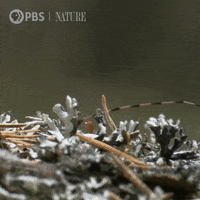 Pbs Nature Wildlife GIF by Nature on PBS