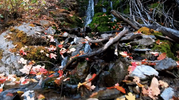 Crunchy Leaves in Taylor Canyon