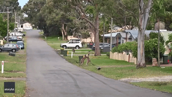 Not in Front of the Humans: Kangaroos Pause Fight as Car Stops for Closer Look