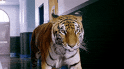 gucci gang GIF by Lil Pump