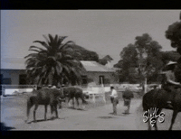 Snuls film the end fin belgique GIF