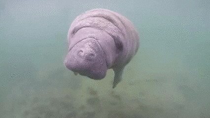 manatee kiss GIF