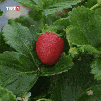 Garden Eat GIF by TRT