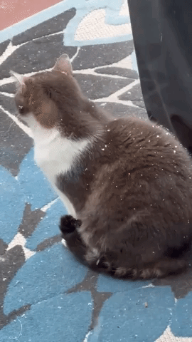 Pennsylvania Cat Unfazed by Snowy Weather