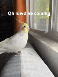 Cockatiel Bird Meme GIF