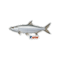 Big Fish Sticker by AFW Fishing Brands