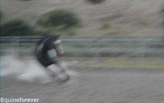 horse running GIF