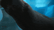 SeaWorld reaction hey whats up boop GIF