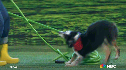 Season 18 Dog GIF by America's Got Talent