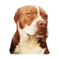 pitbull GIF by imoji