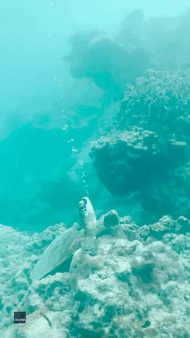 Cook Islands Sea Turtle Blows Underwater Bubbles