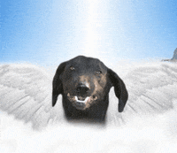 dogs GIF