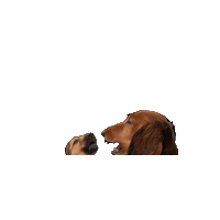 dackelfreunde dog dachshund hund doxie Sticker
