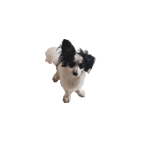 Dog Bilbo Sticker by True Blue Bay Boutique Resort