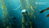 Leopard Shark Dive GIF by Monterey Bay Aquarium
