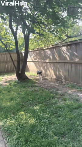 Tall Fence Doesn't Slow Down Lexi the Jumping Dog