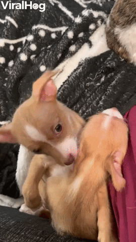 Foster Puppy Winston Hugging His Sister Winnie GIF by ViralHog