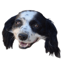 Dog Love Sticker by Buscamos Casita