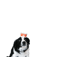 Ice Cream Dog Sticker by swellgelato