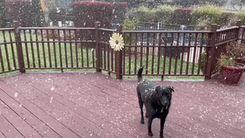 'This Is Nuts': Michigan Dog Takes in Record-Breaking October Snow