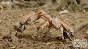 wildlife crab GIF by BBC Earth