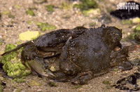 survivorau fight survivor crab survivorau GIF