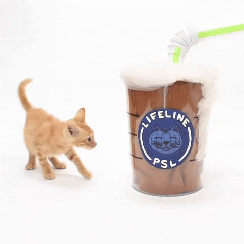 Pumpkin Spice Cat GIF by LifeLine Animal Project