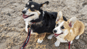 Dogs Country GIF by Ariat