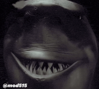 Shock Smile GIF