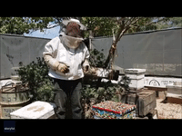 Israeli Beekeeper Makes 'Fully Operational' Hive Out of Lego