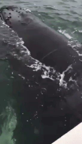 New Jersey Fishermen Free Humpback Whale