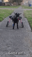 Goat Born Without Rear Hooves Takes A Spin