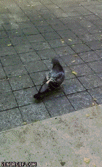 pigeon playing GIF by Cheezburger