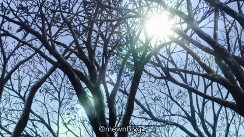 Trees Sunrays GIF