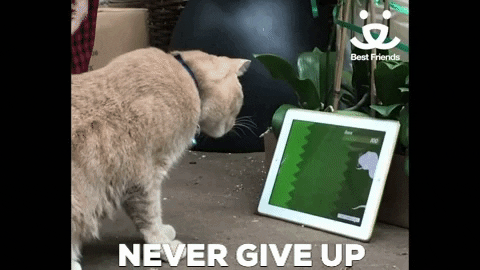 Never Give Up Reaction GIF by Best Friends Animal Society