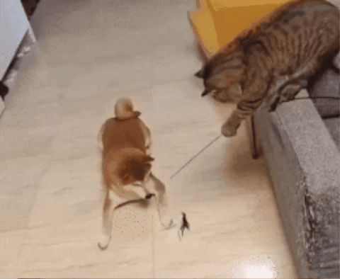 k_nelon giphygifmaker GIF