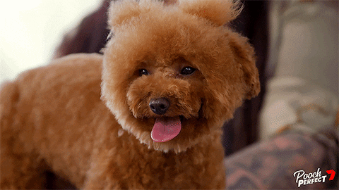 Sleepy Teddy Bear GIF by Channel 7