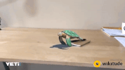 wikitude  GIF