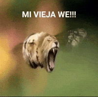 Lion GIF
