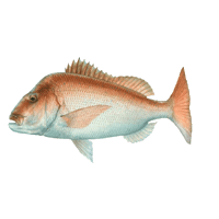 Adreno Sticker by Adrenospearfishing