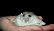 Birthday Hamster GIF
