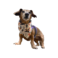 Headless Horseman Daschund Sticker by Geekster Pets