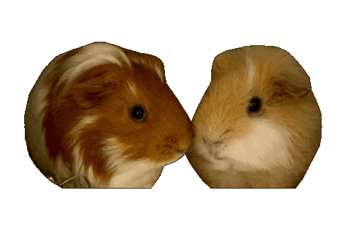 モルモット Sticker