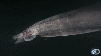 discovery channel swimming GIF