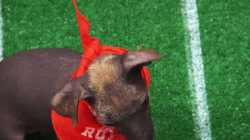 Animal Planet GIF by Puppy Bowl
