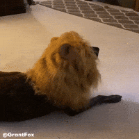 Dog Robin GIF