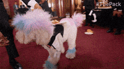 The Pack Dogs GIF by Amazon Prime Video