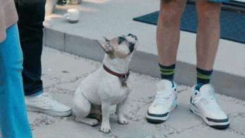 Joel McHale's Dogs Do Not Get Along